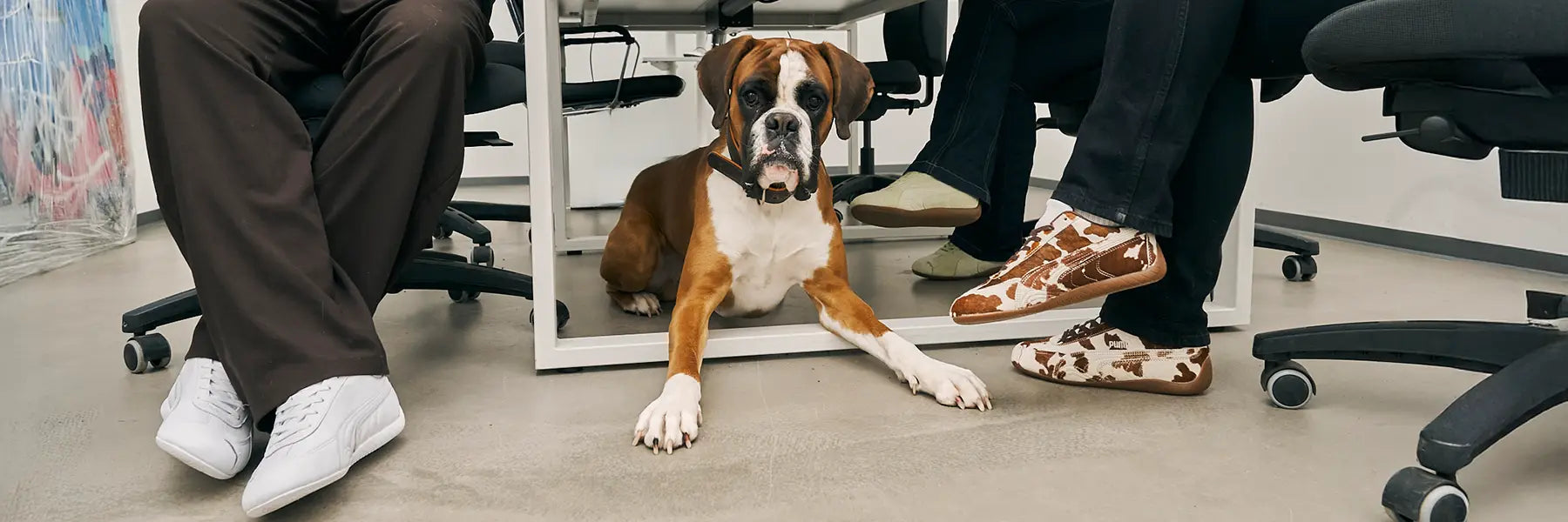 A brown and white dog lies under an office desk among rolling chairs, with three people wearing various versions of Puma Speedcat visible from the knees down. The setting is casual and relaxed.